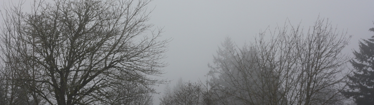 Trees in the fog